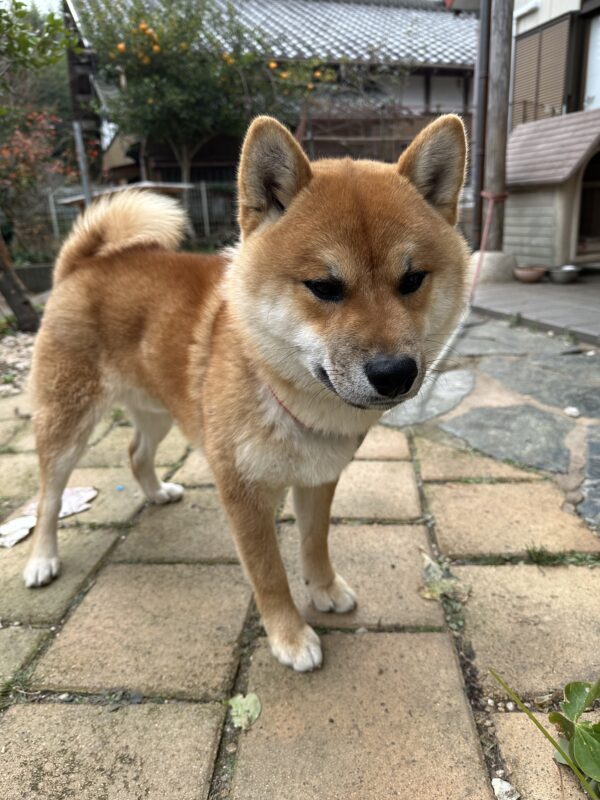住宅型有料老人ホーム森の郷の画像