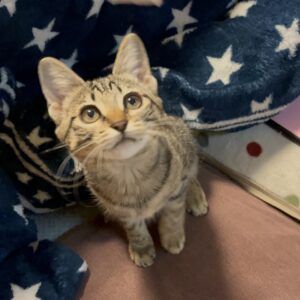 自己紹介　～新入社員の吉川です！～