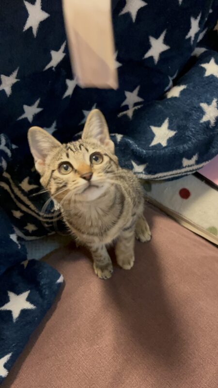 自己紹介　～新入社員の吉川です！～